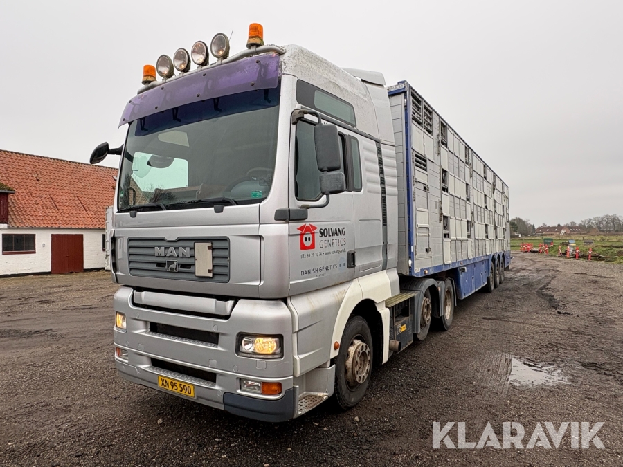 Lastbil Man TGA med anhænger til grisetransport