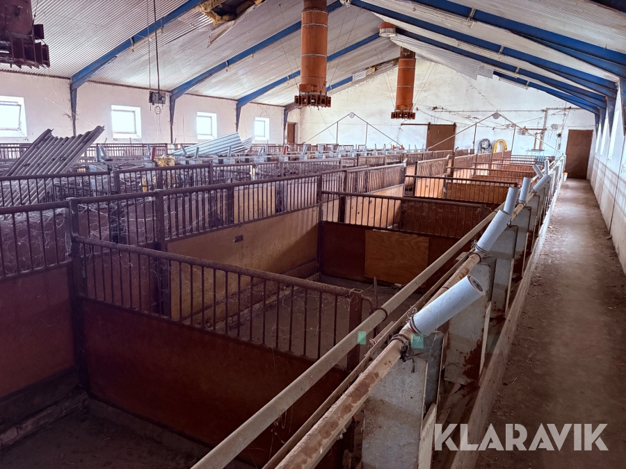 Komplet grisestald med gulvelemter, automatisk fodersystem, ventilation og møj transport