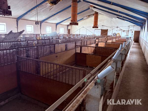 Komplet grisestald med gulvelemter, automatisk fodersystem, ventilation og møj transport
